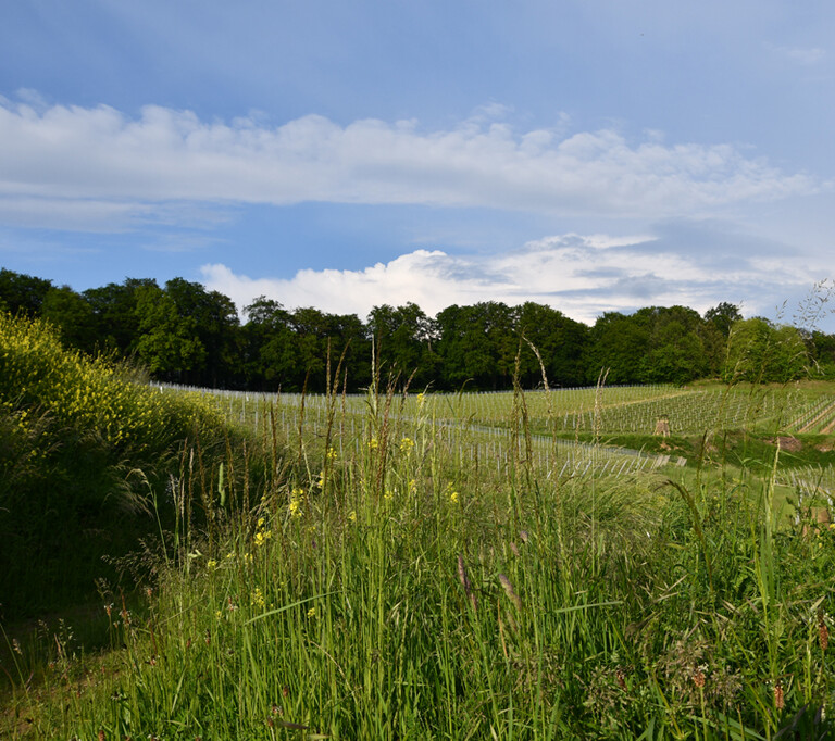 Environmental protection at THIEME